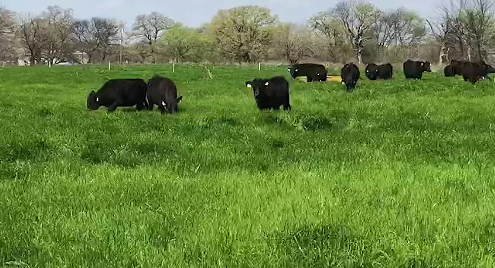 1860 Farms I Movie Cows April 2018